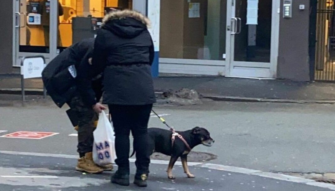 Bildet er sendt inn i facebook-gruppen Rømlingen fra frivillige som mistenker at hunden er Kira. Tipserne mener måten paret pratet til hunden på ga intrykk av at de ikke kjenner den.