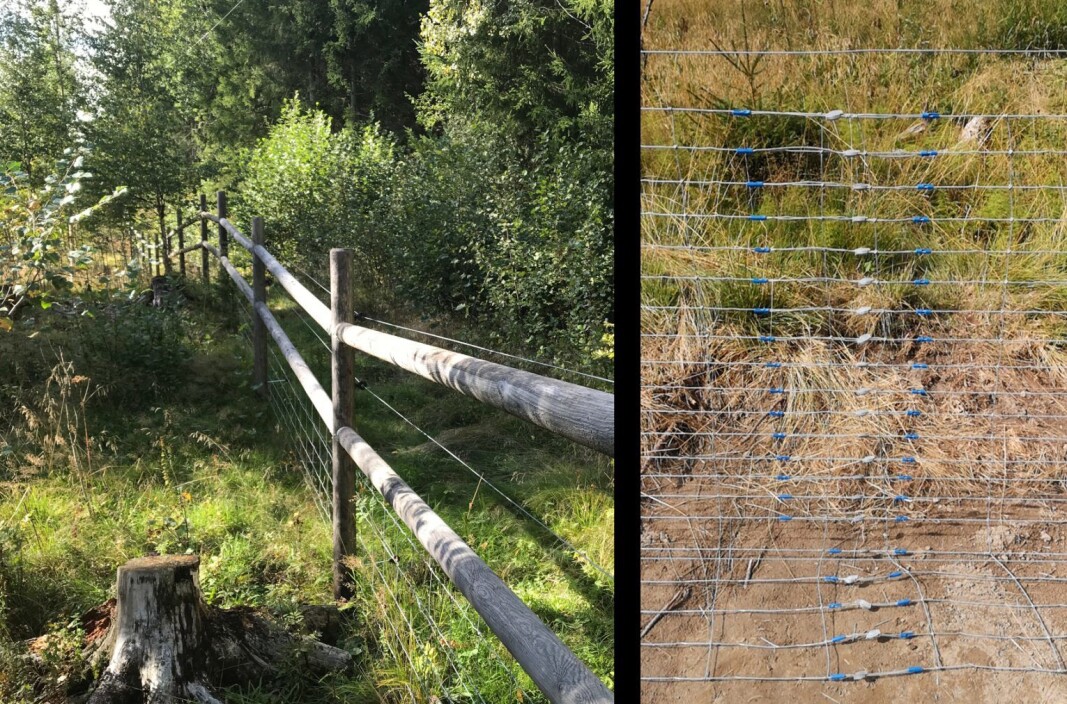 TIL VENSTRE: Det er ikke bare enkelt å holde gjerdene fri for vegetasjon i vekstsesongen. TIL HØYRE: Netting på bakken kan gjøre det vanskeligere for rovdyr å grave seg under et gjerde. TIL VENSTRE: Det er ikke bare enkelt å holde gjerdene fri for vegetasjon i vekstsesongen. TIL HØYRE: Netting på bakken kan gjøre det vanskeligere for rovdyr å grave seg under et gjerde.