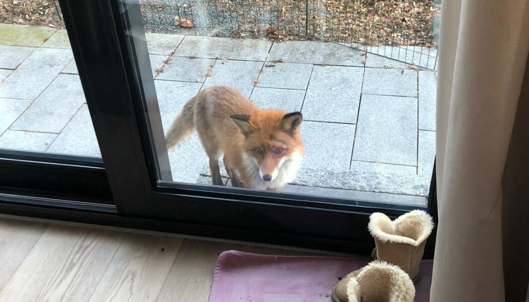 Dette er reven som drepte pomeranianen Sol. Den kom tilbake etter å ha drept hunden. Her kikker reven inn i huset til familien som mistet sin lille halvannet år gamle hund. Dette er reven som drepte pomeranianen Sol. Den kom tilbake etter å ha drept hunden. Her kikker reven inn i huset til familien som mistet sin lille halvannet år gamle hund.