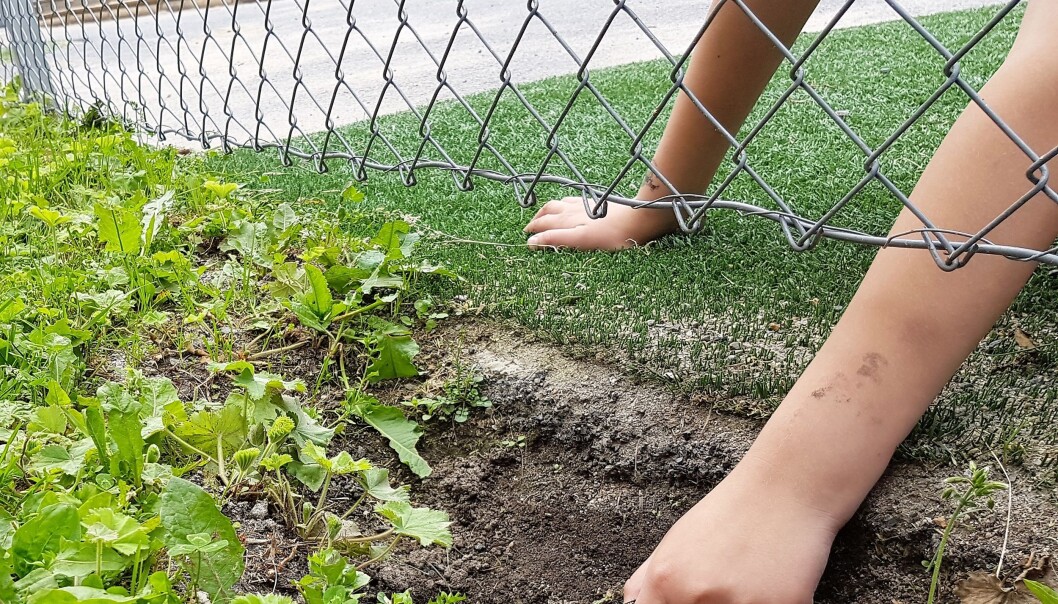 Naturen er utenfor gjerdet i barnehagen og på skolen: sånn må vi gjøre for å finne insekter og blader. Naturen er utenfor gjerdet i barnehagen og på skolen: sånn må vi gjøre for å finne insekter og blader.