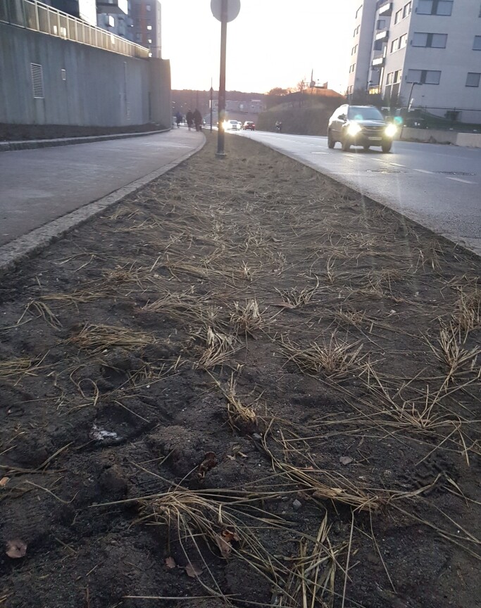 Her skulle utbygger orde en allé med trær - fikk strå istedenfor. Her skulle utbygger orde en allé med trær - fikk strå istedenfor.