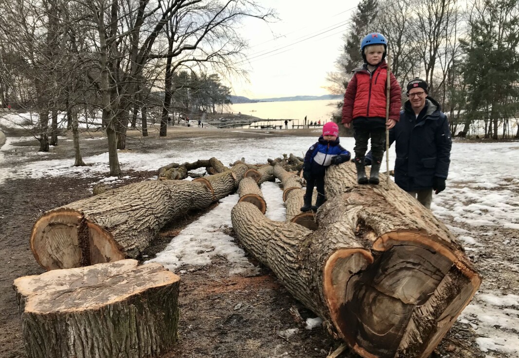Magnus (3) (f.v) og broren hans, Johan (5), har funnet en ny lekeplass, etter at folk fra bymiljøetaten har felt ett av de mange store trærne i alleen langs turveien ut mot Hukodden. Her er småguttene på søndagstur med pappa Aslak Widerøe Kristoffersen. Magnus (3) (f.v) og broren hans, Johan (5), har funnet en ny lekeplass, etter at folk fra bymiljøetaten har felt ett av de mange store trærne i alleen langs turveien ut mot Hukodden. Her er småguttene på søndagstur med pappa Aslak Widerøe Kristoffersen.