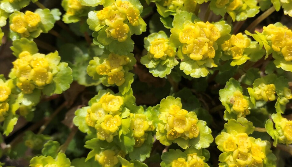 Se vårens første blomster i Botanisk hage på Tøyen. Her representert ved Maigull. Se vårens første blomster i Botanisk hage på Tøyen. Her representert ved Maigull.
