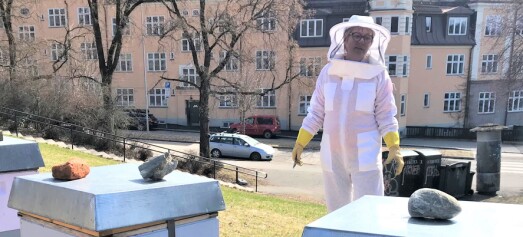 Etter bie-tyveriet: Det summer av liv rundt bikubene i Torshovparken. —Biene betyr mye for oss, sier Randi