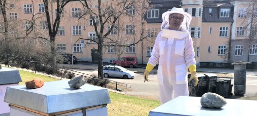 Etter bie-tyveriet: Det summer av liv rundt bikubene i Torshovparken. —Biene betyr mye for oss, sier Randi Etter bie-tyveriet: Det summer av liv rundt bikubene i Torshovparken. —Biene betyr mye for oss, sier Randi