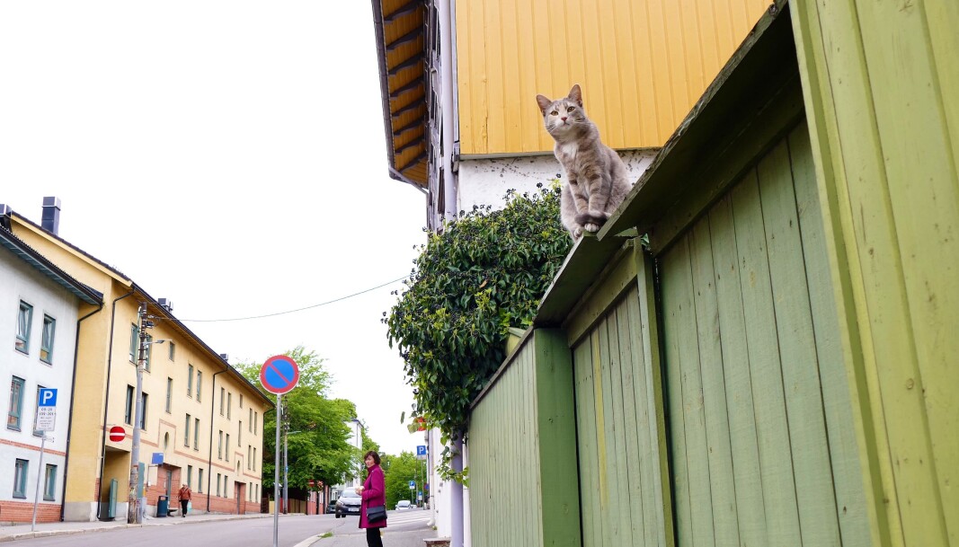 Flotte Fenja fra Skedsmogata skuer ut over territoriet sitt Flotte Fenja fra Skedsmogata skuer ut over territoriet sitt