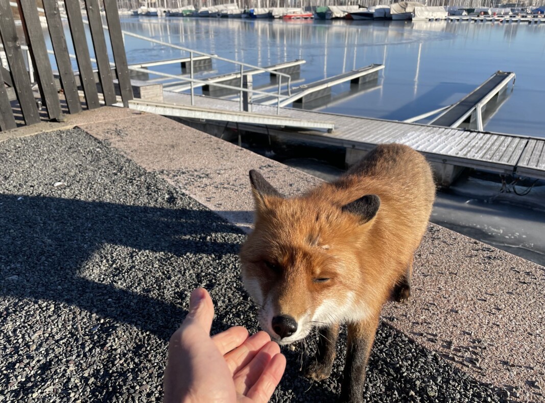 Den tamme reven på Bygdøy. Den tamme reven på Bygdøy.