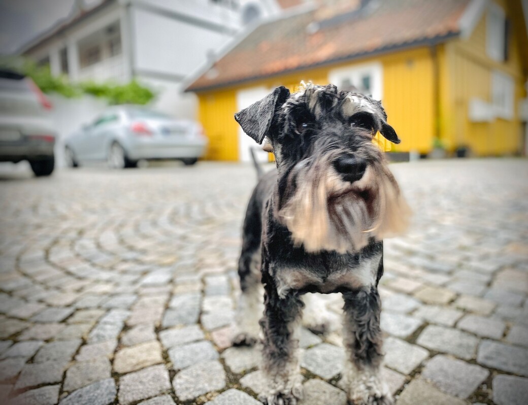 Dvergschnauzeren Victor møter mange korona-hunder på sine daglige turer på Torshov. Dvergschnauzeren Victor møter mange korona-hunder på sine daglige turer på Torshov.