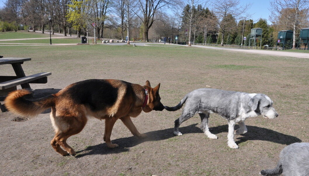 Bearded collien Lea (til h.) besøker hundejordet i Frognerparken for første gang under koronapandemien. Hun er litt skeptisk til at schäferhannen Jojo vil undersøke hvem hun er. Bearded collien Lea (til h.) besøker hundejordet i Frognerparken for første gang under koronapandemien. Hun er litt skeptisk til at schäferhannen Jojo vil undersøke hvem hun er.