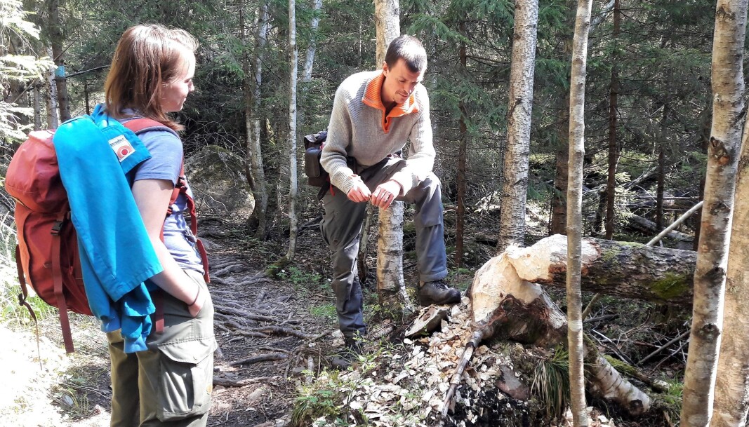 Når beveren feller et tre vil energien treet har lagret brytes ned og gå tilbake til skogen Når beveren feller et tre vil energien treet har lagret brytes ned og gå tilbake til skogen