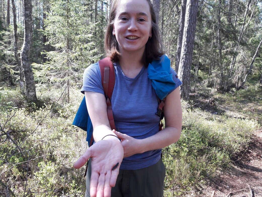 – Å, det er favorittdyret mitt, en lysbille, eller sankthansorm. Jeg hadde lenge en slik som kjæledyr, sier artsjeger Helene Lind Jensen etter at hun oppdaget dyret under en kvist på en sti i Østmarka – Å, det er favorittdyret mitt, en lysbille, eller sankthansorm. Jeg hadde lenge en slik som kjæledyr, sier artsjeger Helene Lind Jensen etter at hun oppdaget dyret under en kvist på en sti i Østmarka