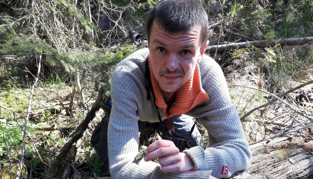 Det er få steder soppen biolog Erik Kagge viser fram kan overleve i Oslomarka. Den er med på å bryte ned døde trær ut i naturen Det er få steder soppen biolog Erik Kagge viser fram kan overleve i Oslomarka. Den er med på å bryte ned døde trær ut i naturen