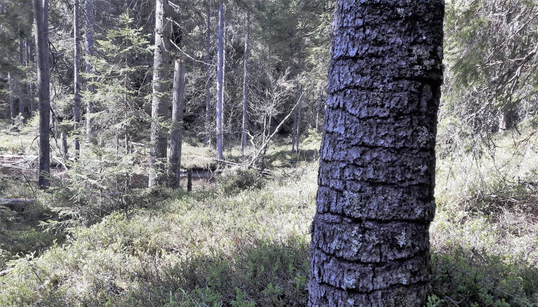 Her har tretåspetten laget en utspekulert insektsfelle. Tretåspetten hakker spor i barken på treet som begynner å skille ut kvae for å reparere. Insektene vil gjerne ha tak i den søte kvaen, men den er seig, og når tretåspetten kommer tilbake sitter insektene fanget. Her har tretåspetten laget en utspekulert insektsfelle. Tretåspetten hakker spor i barken på treet som begynner å skille ut kvae for å reparere. Insektene vil gjerne ha tak i den søte kvaen, men den er seig, og når tretåspetten kommer tilbake sitter insektene fanget.