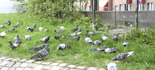 Skal bydel Gamle Oslo bruke 400.000 ekstra på å ikke drepe duer? Det strides lokalpolitikerne om