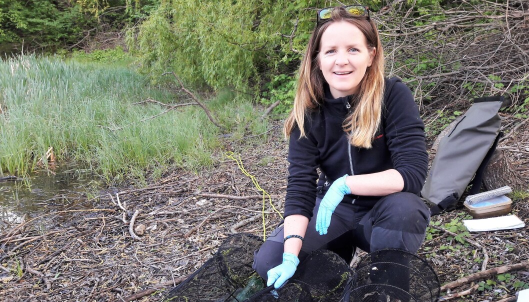 Zoolog Irene Elgtvedt har god oversikt over salamanderne i Hovindammen, men kan ikke forklare hvordan de finner tilbake til overvintringsstedet Zoolog Irene Elgtvedt har god oversikt over salamanderne i Hovindammen, men kan ikke forklare hvordan de finner tilbake til overvintringsstedet