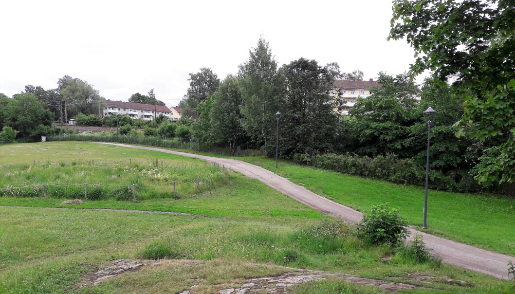 Det er observert hoggorm tidligere på Ola Narr. Det er observert hoggorm tidligere på Ola Narr.
