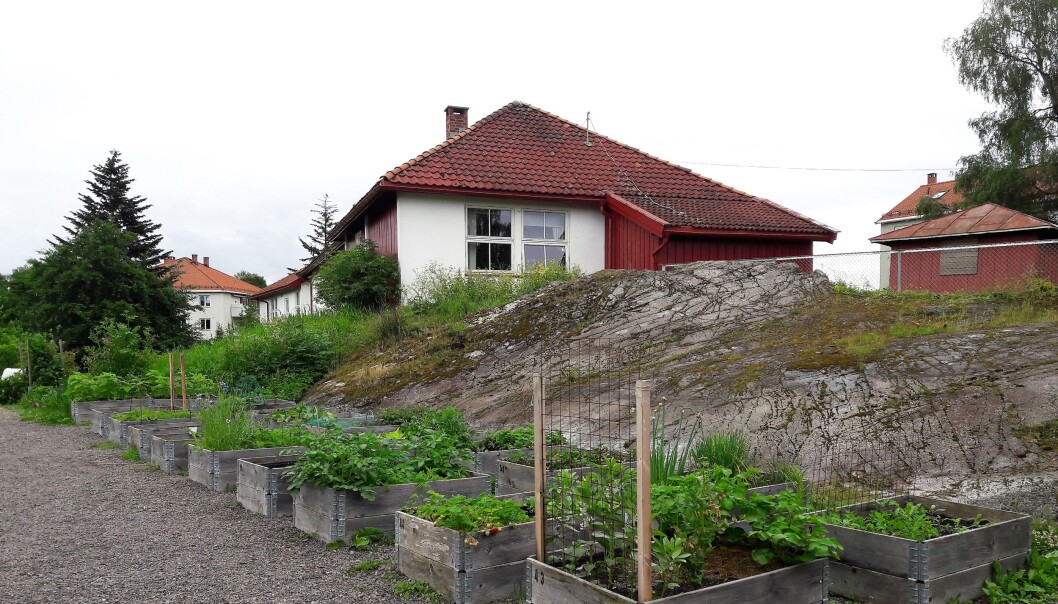 Noen hoggorm er ikke funnet på området i og rundt Keyserløkka barnehage Noen hoggorm er ikke funnet på området i og rundt Keyserløkka barnehage