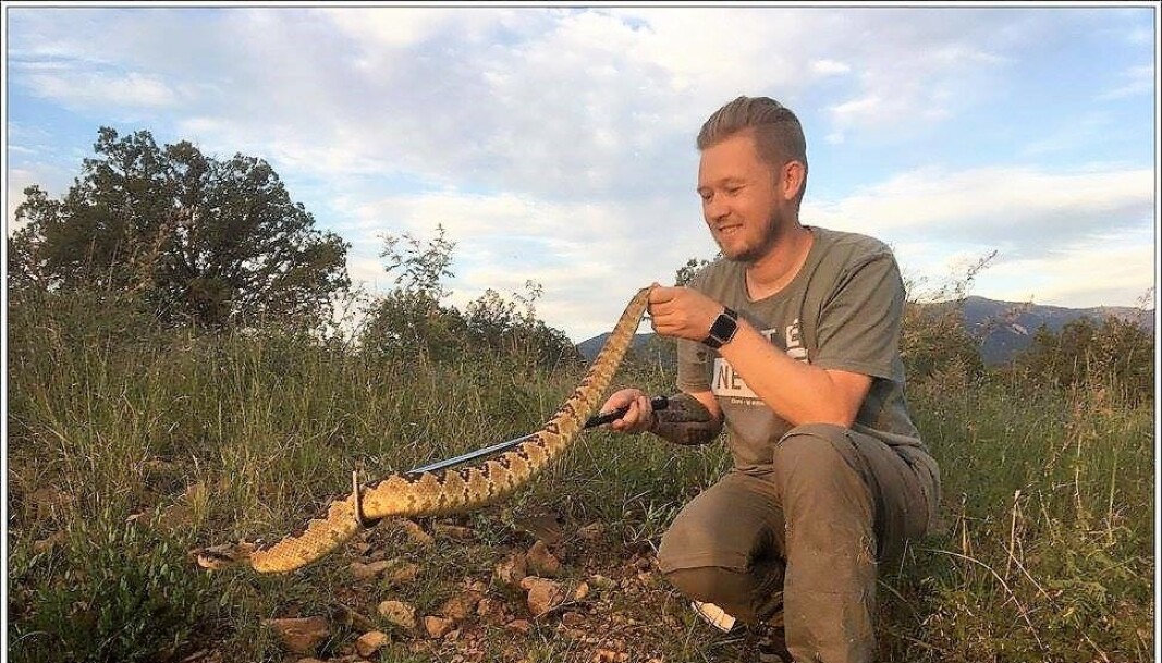 Hoggormentusiast Thor Håkonsen mener det er en meget spesiell hendelse med hoggorm på Keyserløkka. Her er han med en svarthalet klapperslange (Crotalus molossus), funnet i Huachuca-fjellene i Arizona, USA Hoggormentusiast Thor Håkonsen mener det er en meget spesiell hendelse med hoggorm på Keyserløkka. Her er han med en svarthalet klapperslange (Crotalus molossus), funnet i Huachuca-fjellene i Arizona, USA