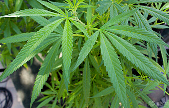 Dyrket cannabisplanter på Løren. Ble trodd på at det var til eget bruk og fikk samfunnsstraff