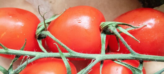 Oslofolk spiser mest tomat, men er minst opptatt av om de er norske