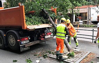 Opptil 50 år gamle trær saget ned på Ruseløkka. – Dette var bare trist, det var jo flotte trær