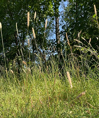 Det er grønt og frodig. og du kommer tett på naturen på denne turen. Det er grønt og frodig. og du kommer tett på naturen på denne turen.