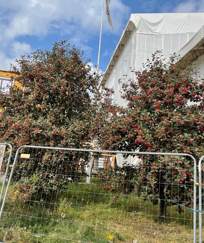 Twin Trees foran Briskeby brannstasjon. Twin Trees foran Briskeby brannstasjon.