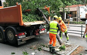 Har ventet ukevis på svar fra miljøbyråd Sirin Hellvin Stav (MDG): Hvorfor ble 50 år gamle trær felt i Løkkeveien?