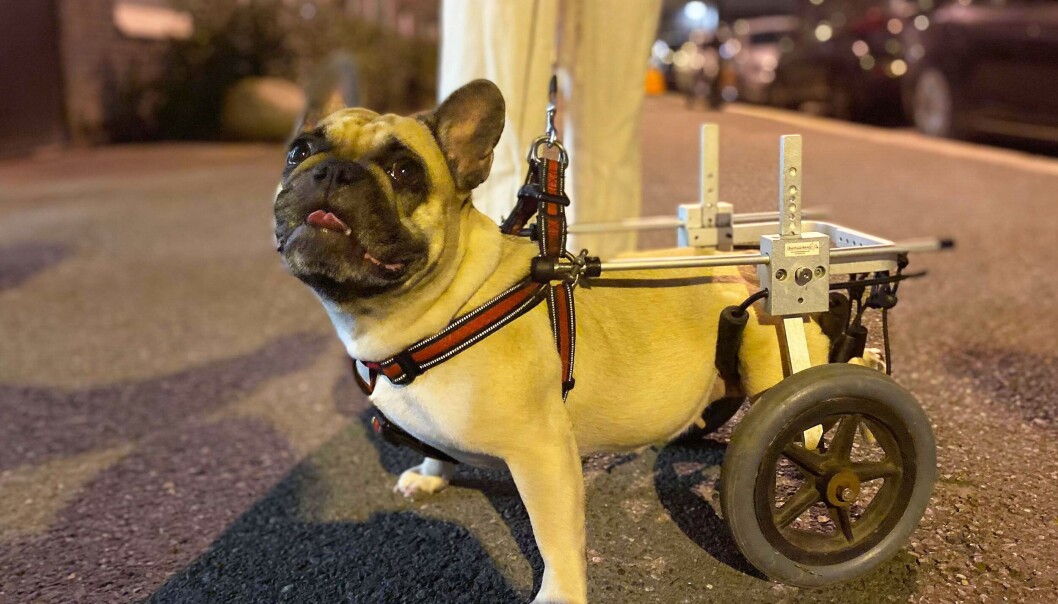 Dorris har fått rullestol og er akkurat den samme gode hunden som hun var før prolapsen. Dorris har fått rullestol og er akkurat den samme gode hunden som hun var før prolapsen.