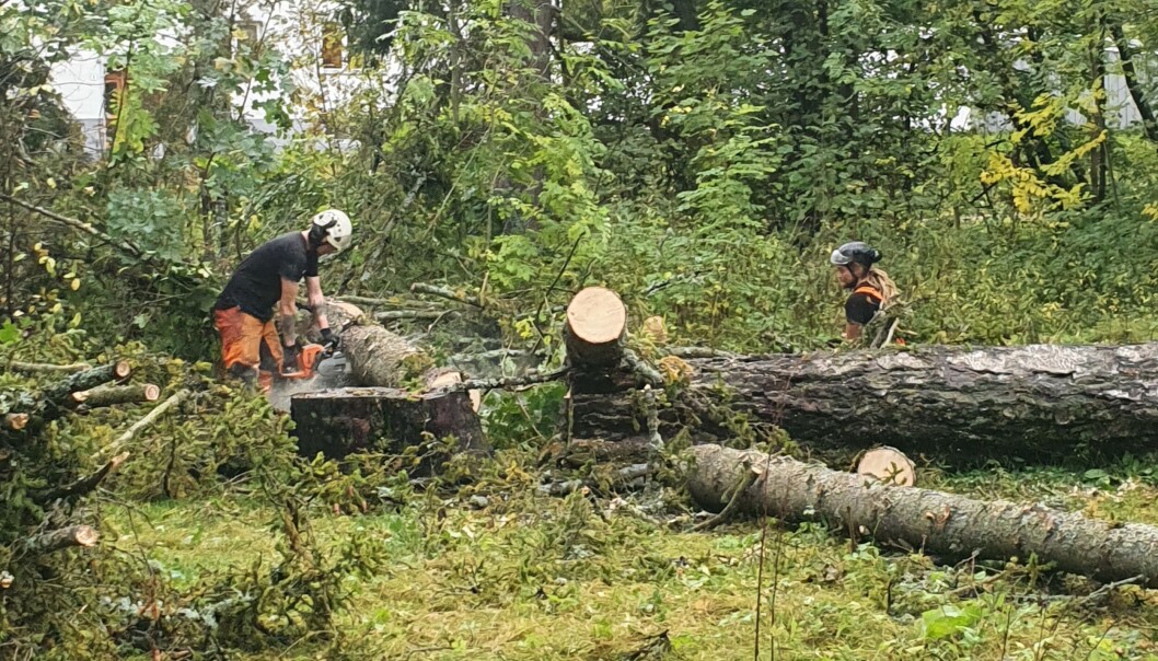 I parkområdet nord for Holmendammen har trefellere jobbet den siste uken. Bymiljøetaten hadde beordret huggingen. I parkområdet nord for Holmendammen har trefellere jobbet den siste uken. Bymiljøetaten hadde beordret huggingen.