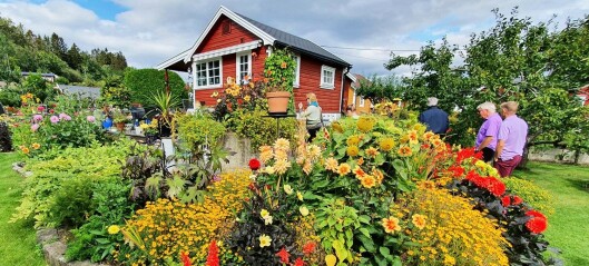 Hage i Solvang kolonihager på Sogn vant Hageprisen. Har blomstring for insekter på ulike tider i sesongen Hage i Solvang kolonihager på Sogn vant Hageprisen. Har blomstring for insekter på ulike tider i sesongen
