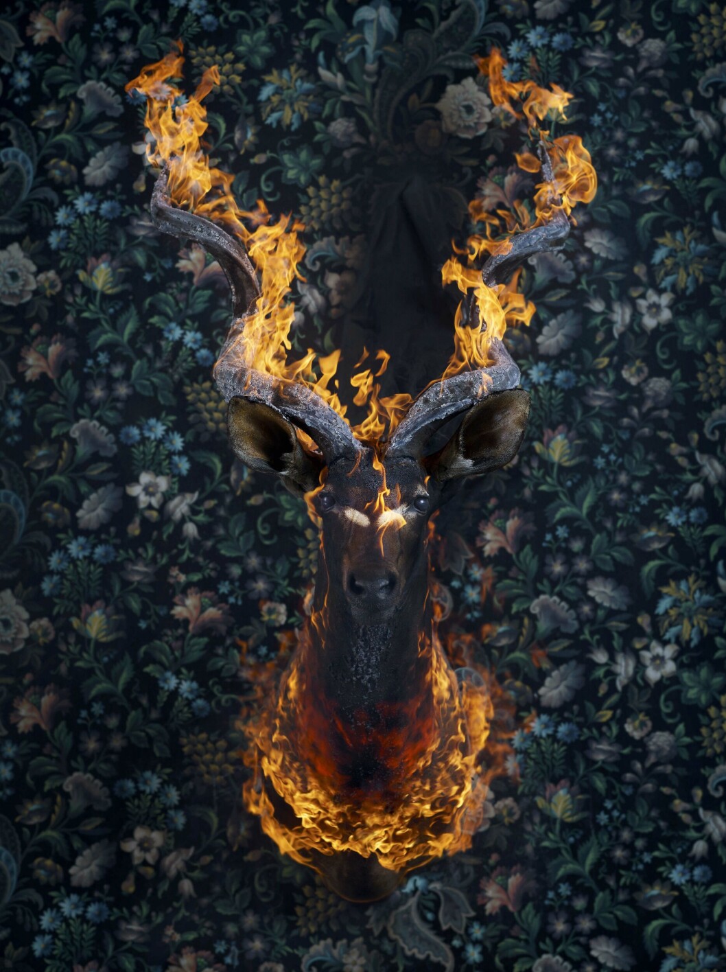 Christian Houge brenner dyrekadavre som han fotograferer. Her fotografiet "Kudu". Christian Houge brenner dyrekadavre som han fotograferer. Her fotografiet "Kudu".