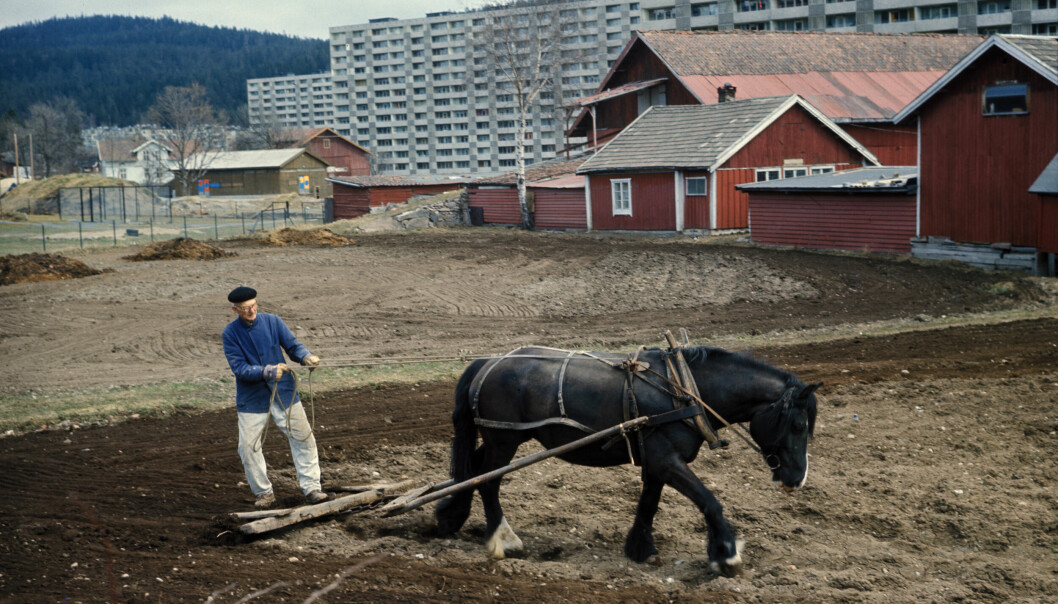 Kommunen lyser ut midler til urbant landbruk. Her en proff bybonde i ferd med å bli tatt igjen av byveksten i 1977. Bildet viser våronna på Ammerud, og pløying med hest.
