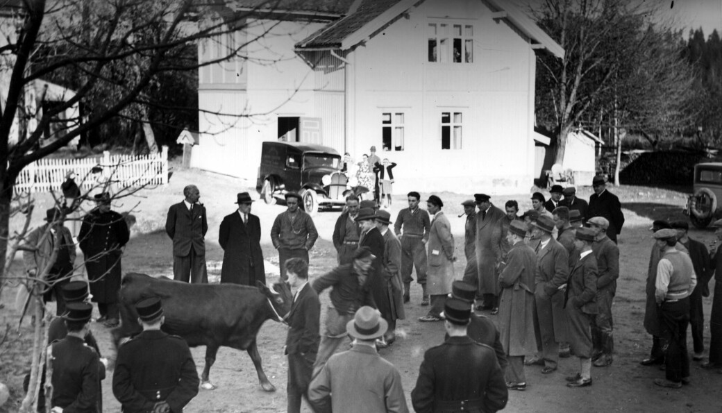 I september 1934 var det tvangsauksjon på Skullerud gård. Politi og kuer om hverandre.