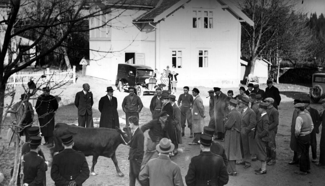 I september 1934 var det tvangsauksjon på Skullerud gård. Politi og kuer om hverandre. I september 1934 var det tvangsauksjon på Skullerud gård. Politi og kuer om hverandre.