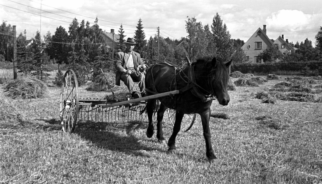 På Nordstrand var det rimelig ruralt i (juni) 1949. Her ser vi slåttonnaktivitet med hest på Nordstrandshøgda. Bonden bruker en harv til å rake sammen nyslått høy på åkeren.