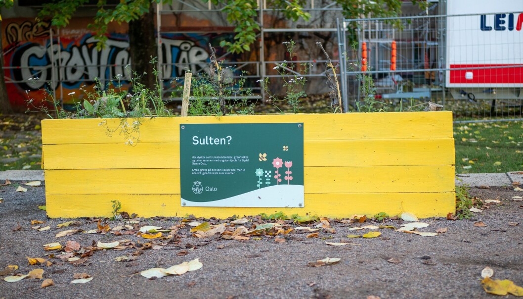 Plantekassen i Munkehagen i Gamle Oslo oppfordrer folk til å plukke squash. Plantekassen i Munkehagen i Gamle Oslo oppfordrer folk til å plukke squash.