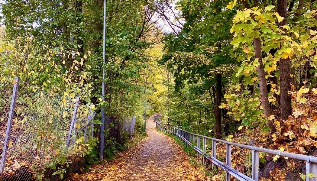 Været er høstfint og bladene faller. Været er høstfint og bladene faller.