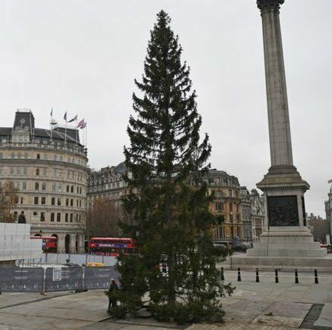 Heller ikke årets juletregave fra Oslo til London unngår latterliggjøring i britisk presse og i sosiale medier.