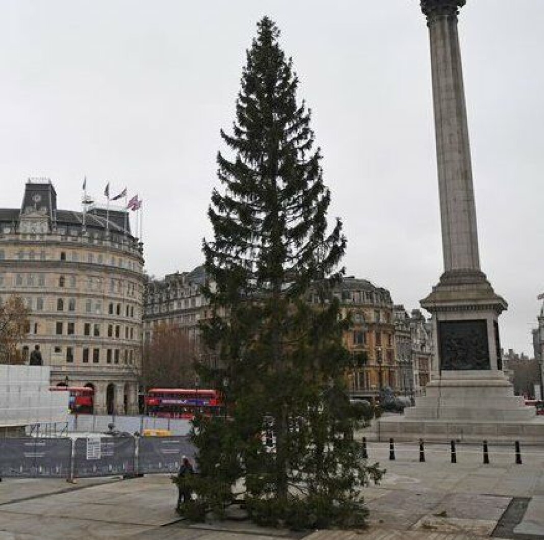 Heller ikke årets juletregave fra Oslo til London unngår latterliggjøring i britisk presse og i sosiale medier. Heller ikke årets juletregave fra Oslo til London unngår latterliggjøring i britisk presse og i sosiale medier.