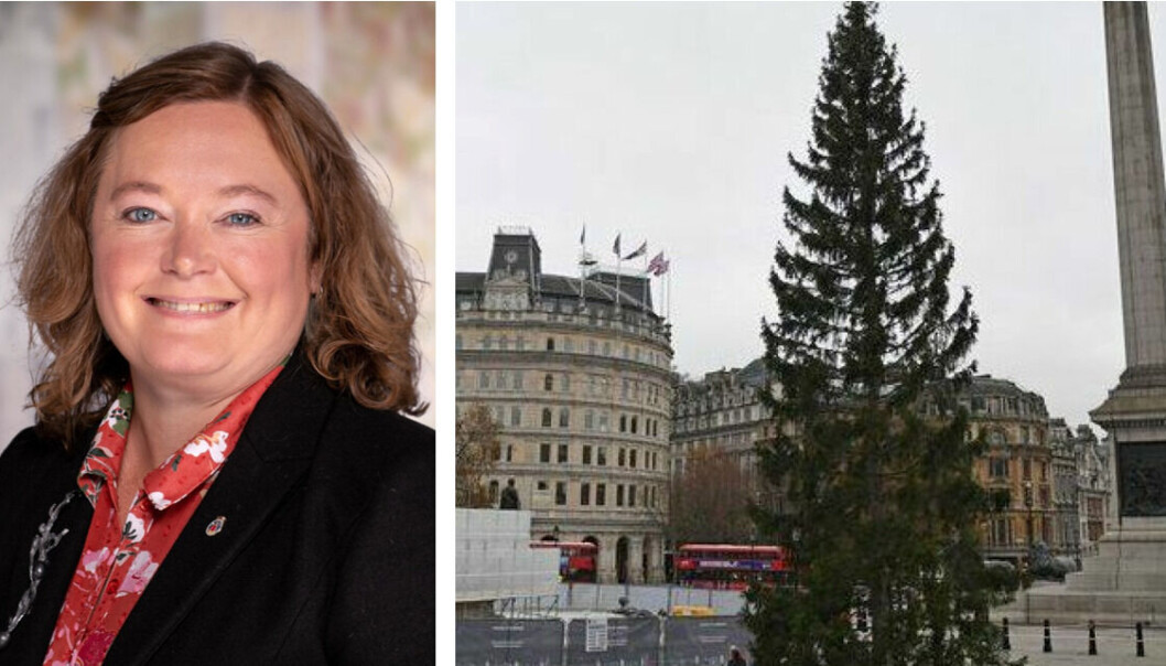 – Treet som er sendt til London i år ser helt begredelig ut. Mange greiner har brukket av og det ser skjevt og forferdelig ut. Det har ikke tålt transporten tror jeg, sier Anne Haabeth Rygg (H). – Treet som er sendt til London i år ser helt begredelig ut. Mange greiner har brukket av og det ser skjevt og forferdelig ut. Det har ikke tålt transporten tror jeg, sier Anne Haabeth Rygg (H).