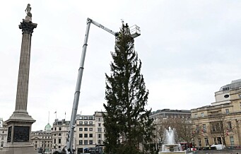 Vil ikke erstatte juletreet Oslo ga London: - Av og til knekker noen greiner, mener bystyrepolitikere