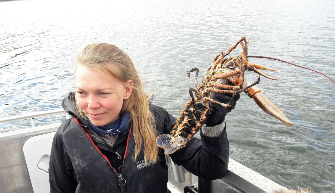 Overingeniør Linda Lemmens hos Norges miljø-og biovitenskapelige universitet (NMBU) viser fram en hummer fra indre Oslofjord. Legg merke til rogna den bærer med seg. Hummeren blir kjønnsmoden først når den er fem til seks år gammel. Hunnen bærer rogna med seg under halen. Overingeniør Linda Lemmens hos Norges miljø-og biovitenskapelige universitet (NMBU) viser fram en hummer fra indre Oslofjord. Legg merke til rogna den bærer med seg. Hummeren blir kjønnsmoden først når den er fem til seks år gammel. Hunnen bærer rogna med seg under halen.