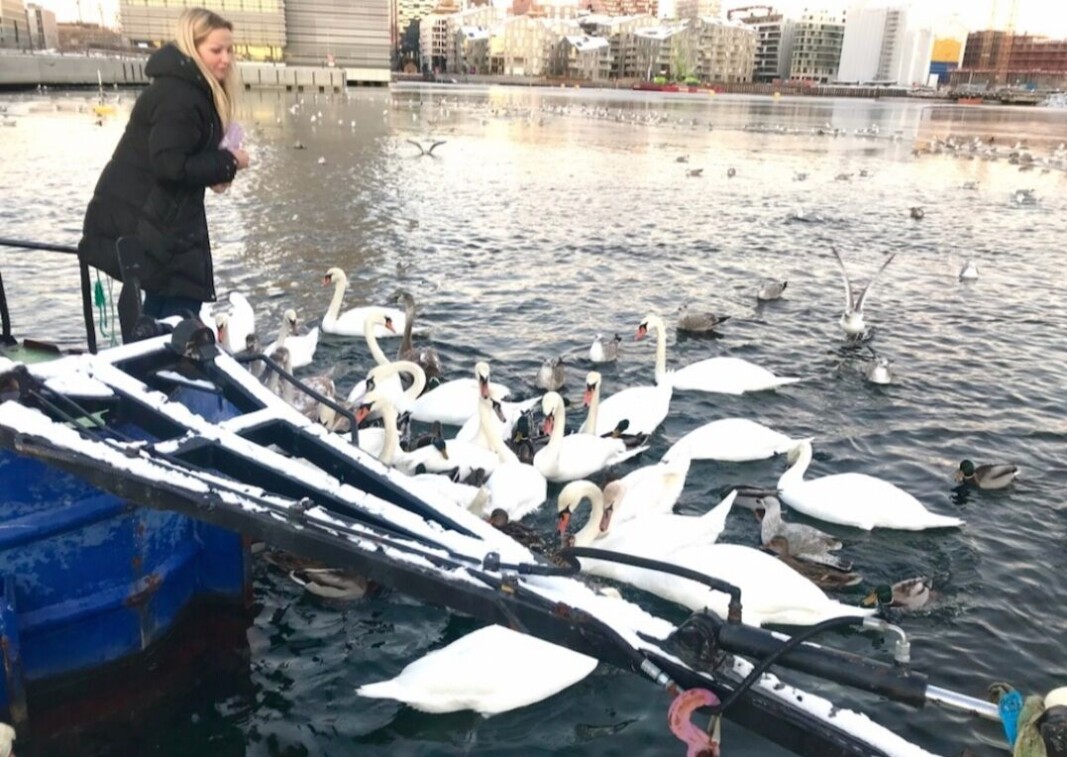 Cecilie Bibow pleier å mate svanene og endene i Bjørvika på vinteren. Cecilie Bibow pleier å mate svanene og endene i Bjørvika på vinteren.