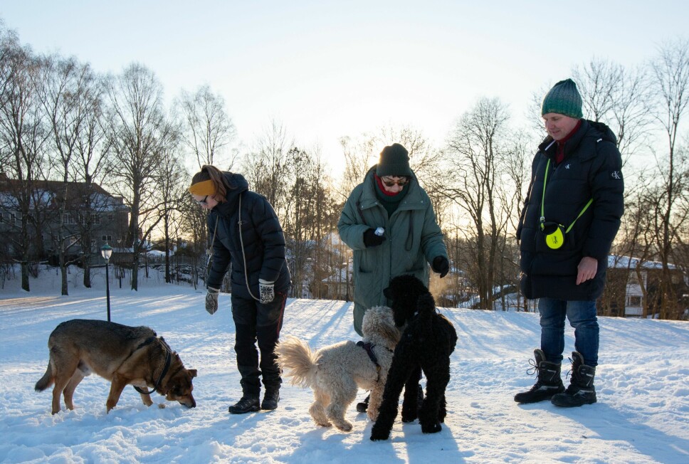 Marianne Henriksen Halle med hunden Tay, Trini Lund med hunden Tyra og Atle Martinsen med hunden Dobby viser VårtOslo området de mener er uegnet som erstatning.