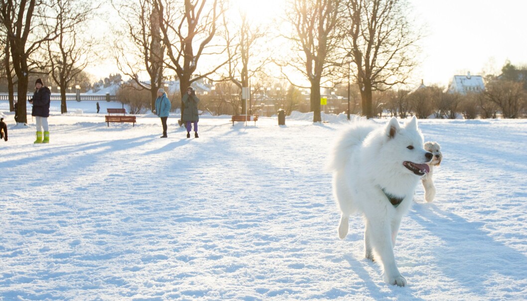 Foreløpig er det god plass til hunder der det er anlagt riggplass for Fornebubanen i Frognerparken. Her har hunder og hundeeiere hatt et fristed i flere tiår. Foreløpig er det god plass til hunder der det er anlagt riggplass for Fornebubanen i Frognerparken. Her har hunder og hundeeiere hatt et fristed i flere tiår.