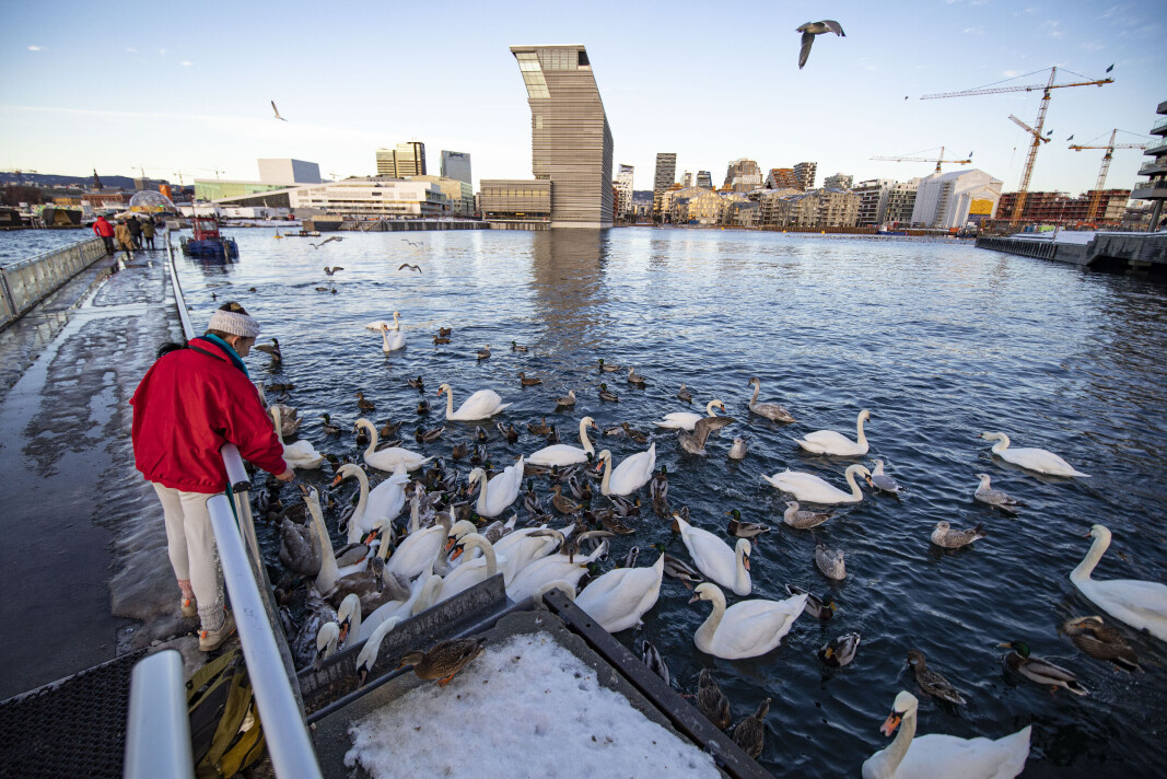 Svanene samler seg i Bjørvika fra vann i hele byen. Svanene samler seg i Bjørvika fra vann i hele byen.