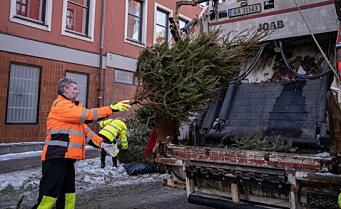 Hele 42 271 juletrær er blitt samlet inn. Nå trenger innsamlerne hjelp til å finne resten