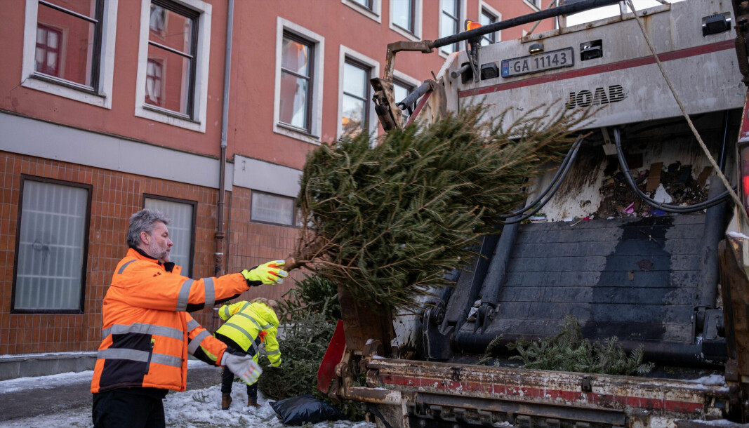 Av ulike grunner ligger det fortsatt juletrær igjen rundt omkring i byen. — Dette er trær som er levert for sent, på feil sted eller begge deler, sier Kjersti Kristoffersen i Renovasjons- og gjenvinningsetaten.