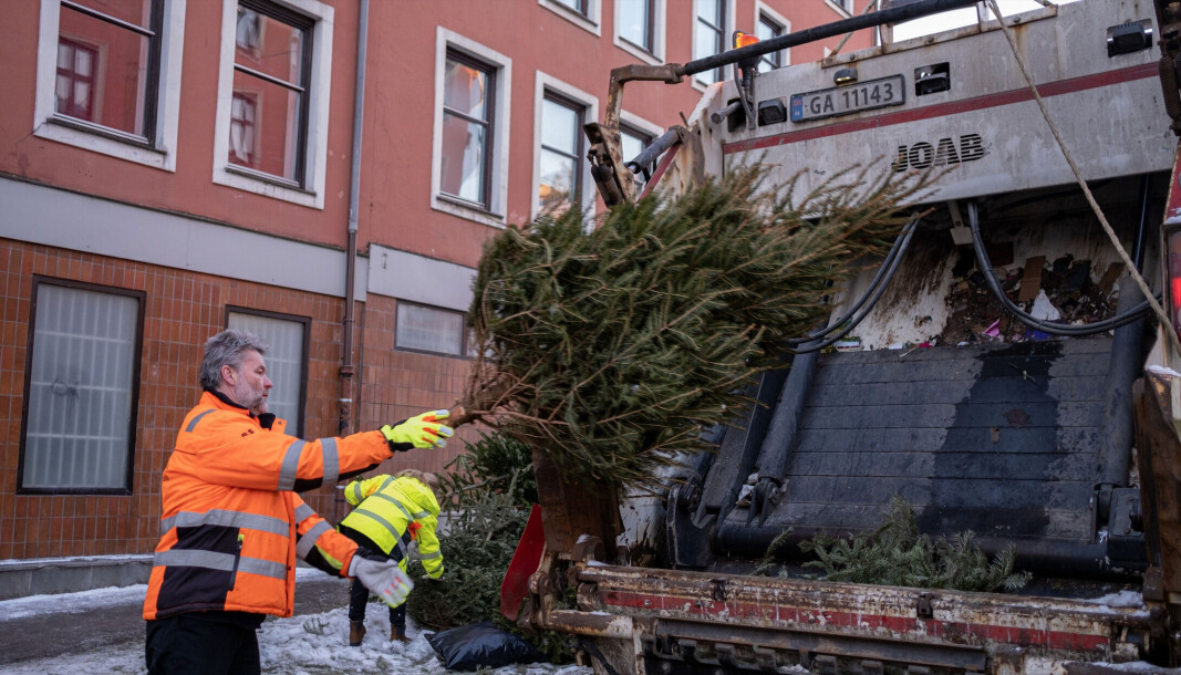 Av ulike grunner ligger det fortsatt juletrær igjen rundt omkring i byen. — Dette er trær som er levert for sent, på feil sted eller begge deler, sier Kjersti Kristoffersen i Renovasjons- og gjenvinningsetaten. Av ulike grunner ligger det fortsatt juletrær igjen rundt omkring i byen. — Dette er trær som er levert for sent, på feil sted eller begge deler, sier Kjersti Kristoffersen i Renovasjons- og gjenvinningsetaten.